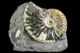Iridescent Hoploscaphites Ammonite - South Dakota #110569-1